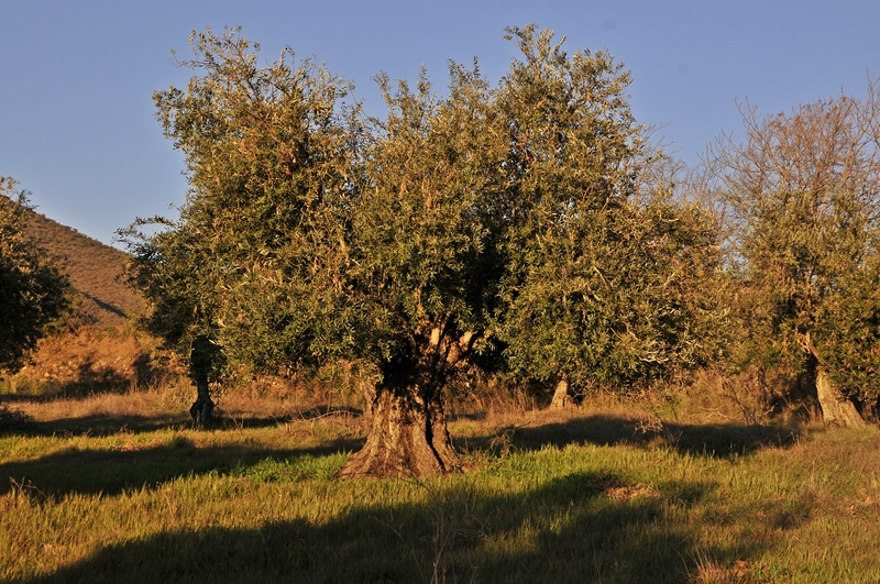 Olijfboom in de campo bij Monachil, provincie Granada – eigen foto