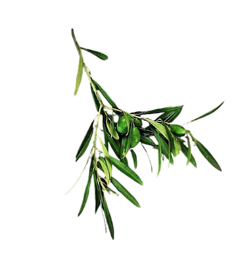 Olijftak met olijfjes – studiofoto, symbool van mediterrane traditie