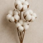 Olé & Co Gedroogde katoenbolletjes aan steel van de katoenplant – natuurlijk vezelmateriaal